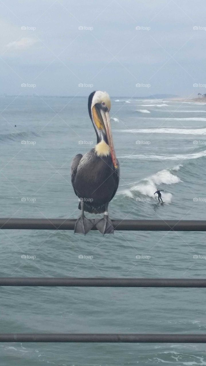 Pelican Surfer