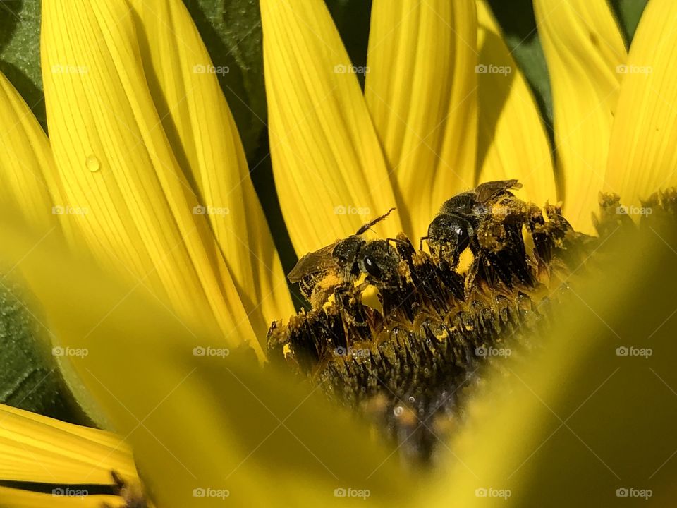 Honeybees on a sunflower 