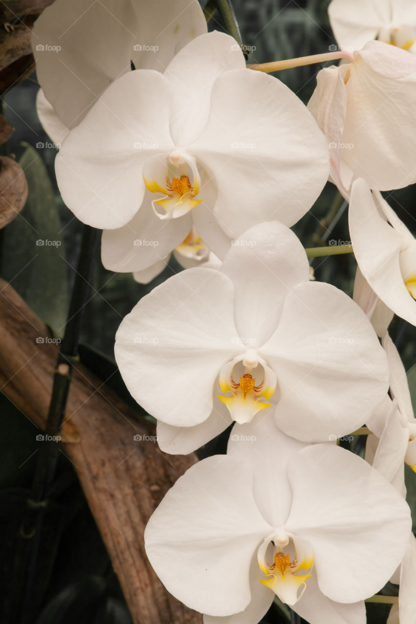Closeup of white orchid flower branch