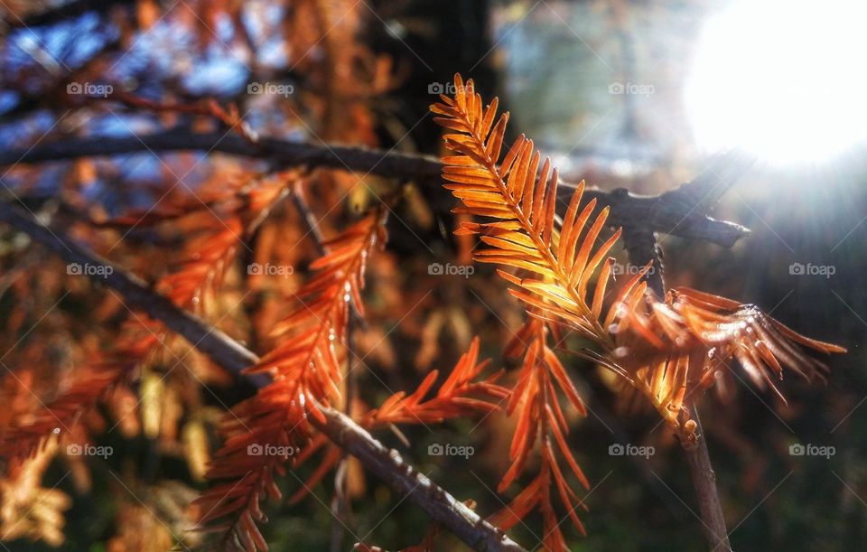 Autumn Cypress Leaves