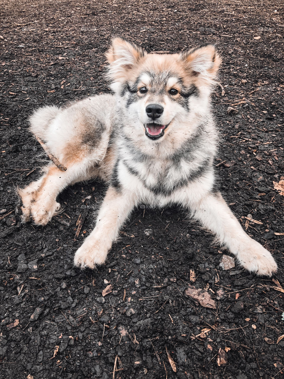 Portrait of a young puppy finnish lapphund dog lying down