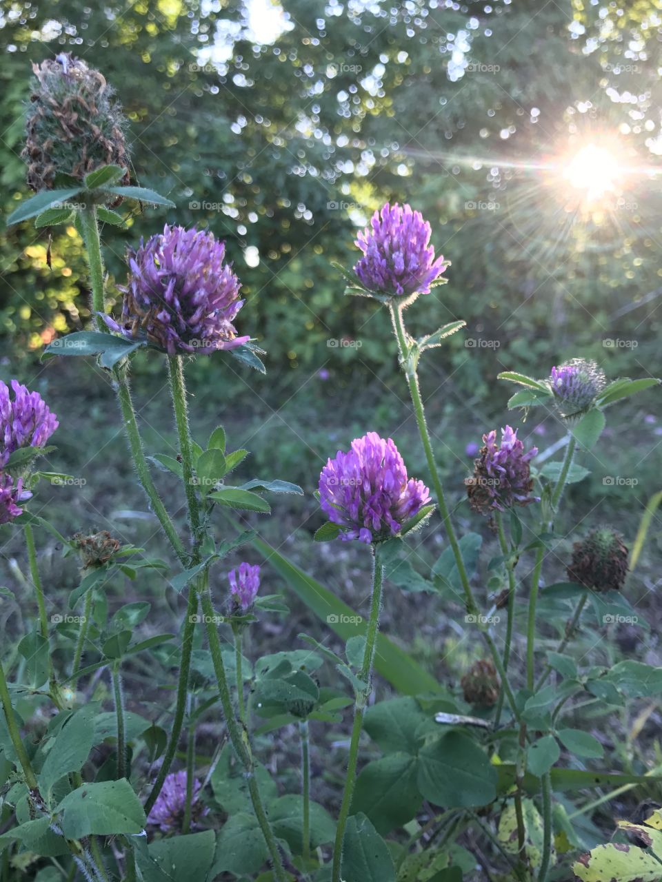 Red Clover 