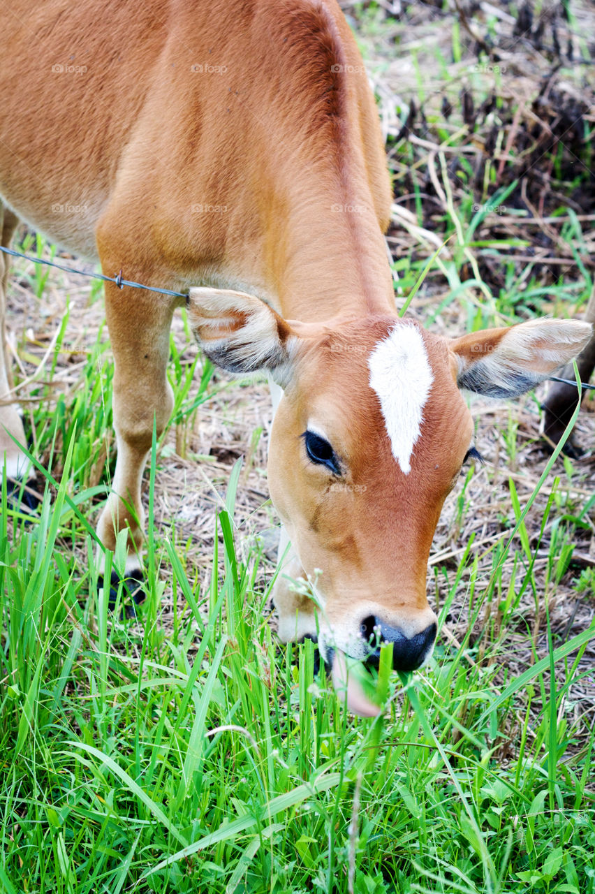 Cow