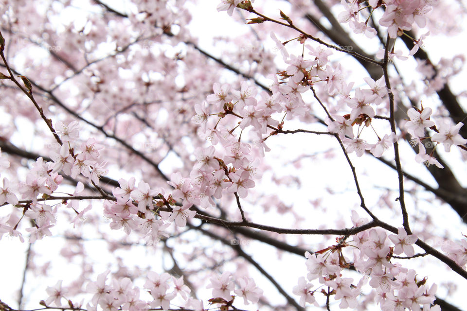 Branches of a booling cherry tree