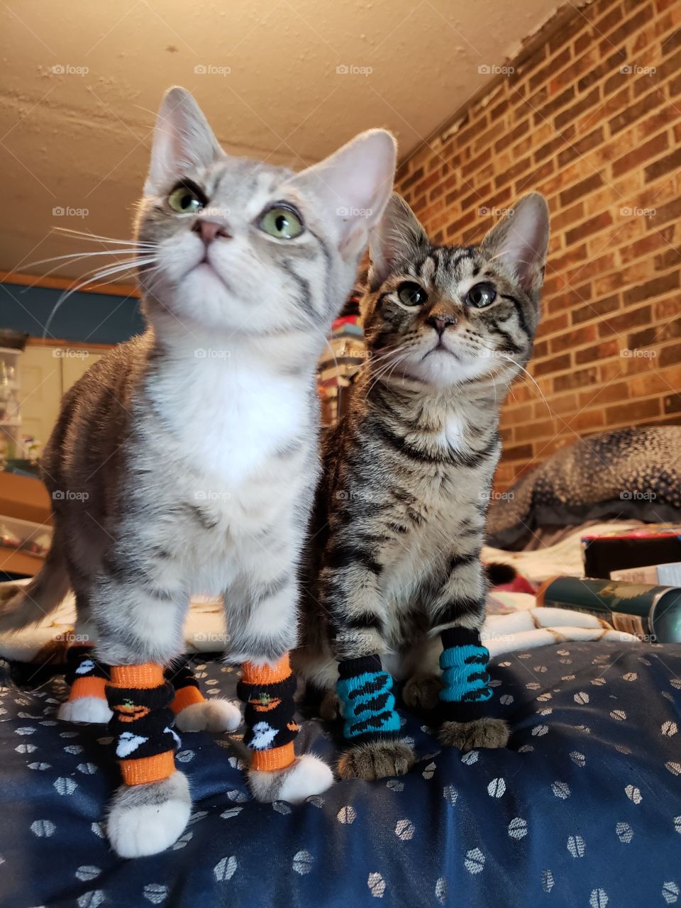 Kittens in Leg Warmers