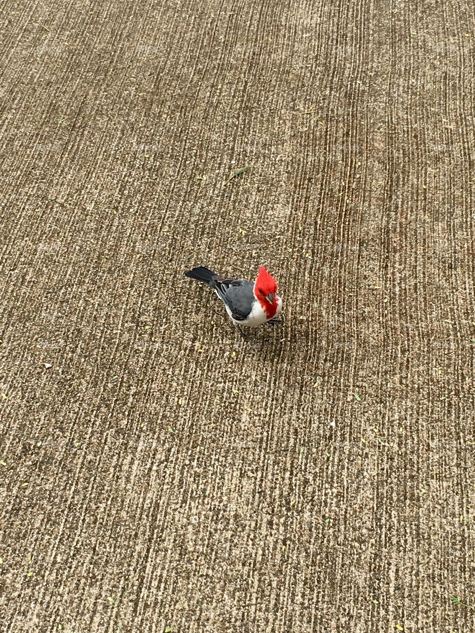 Aloha. Hanauma Bay wildlife