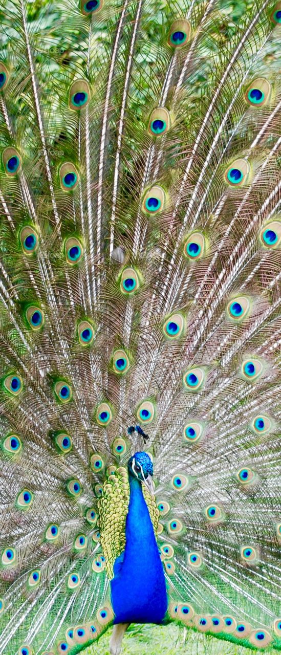 peacock closeup