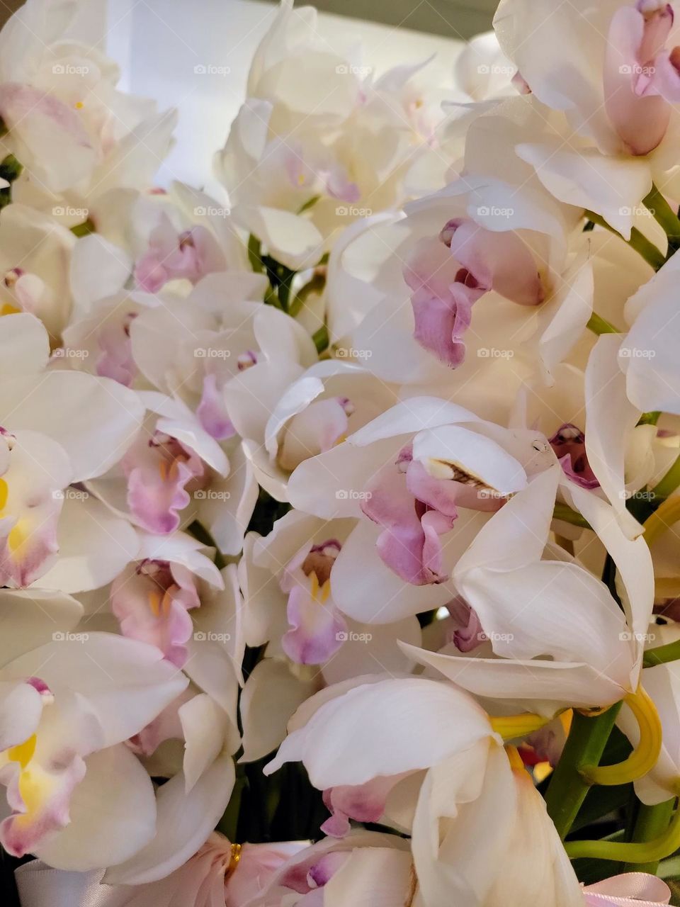 White and Pink Flowers