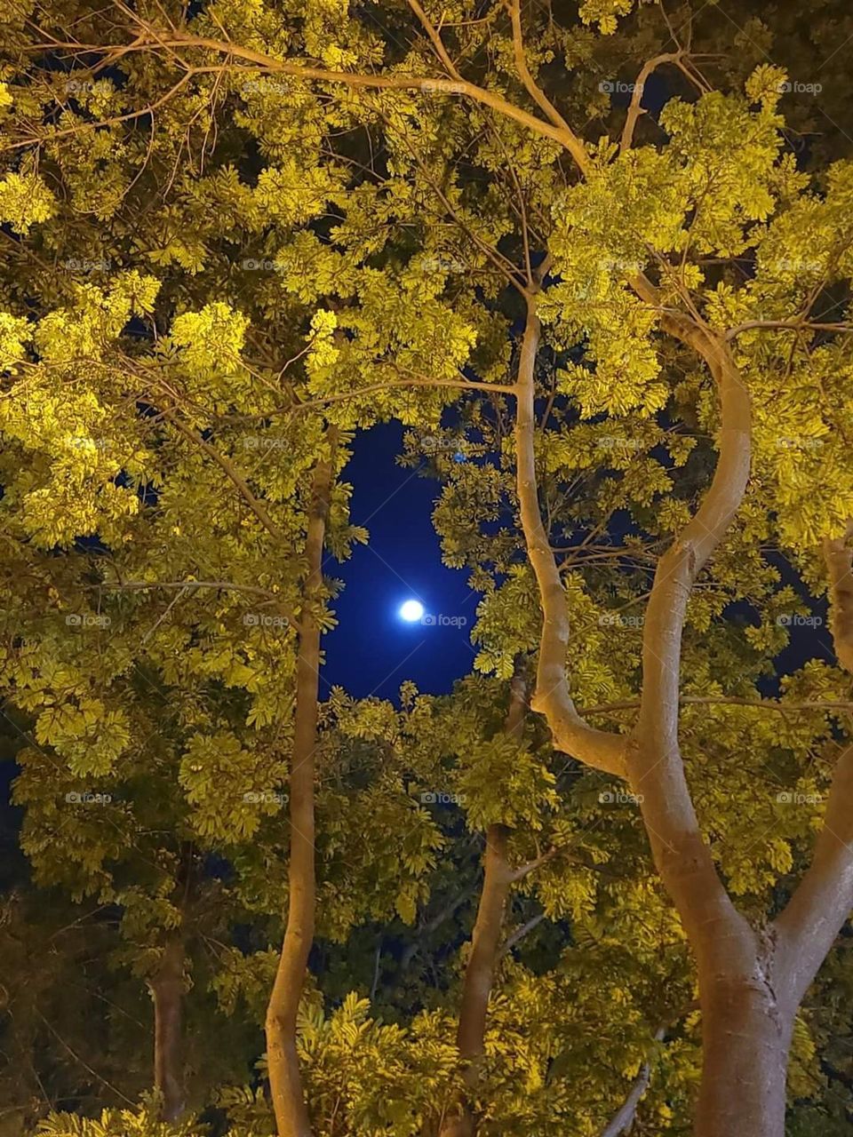 Moon through the trees at Victoria Park Hong Kong