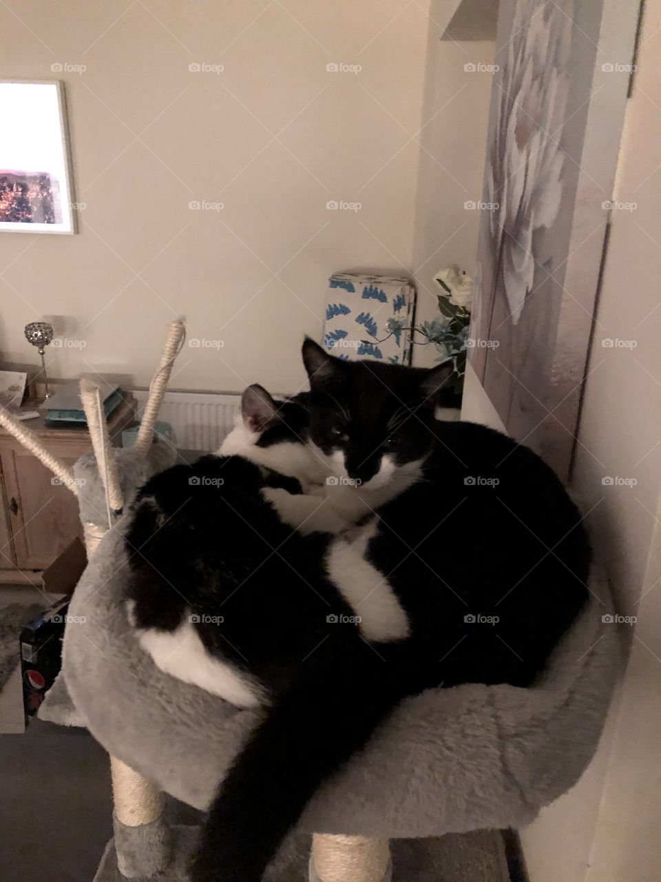 Cats sleeping together - cute!