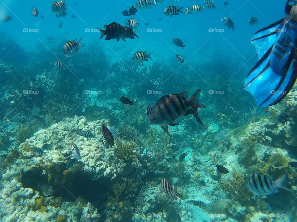 Fish near coral