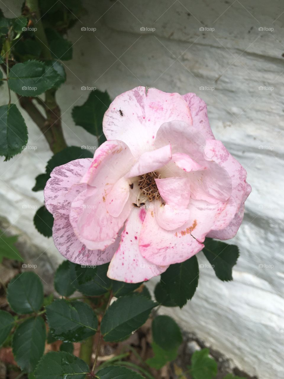 Another one of my rose bushes with a picture of just one of my roses. Thought it looks cool.