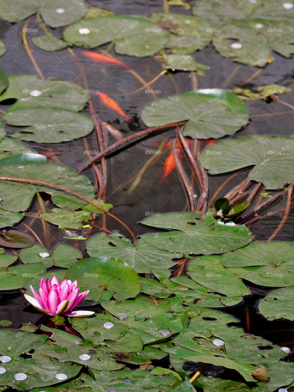 Lotus flower with orange fish