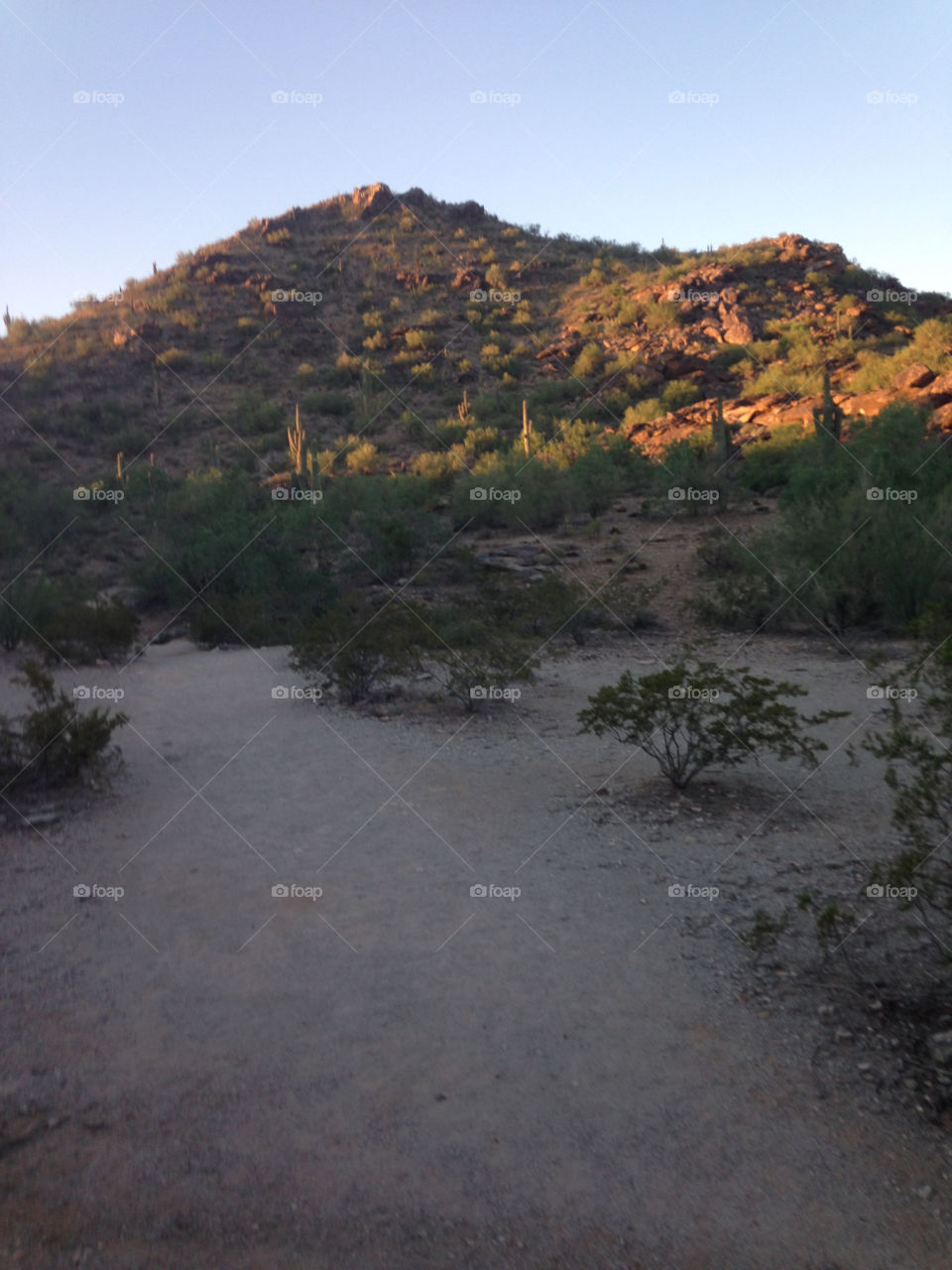 Sonoran desert trail