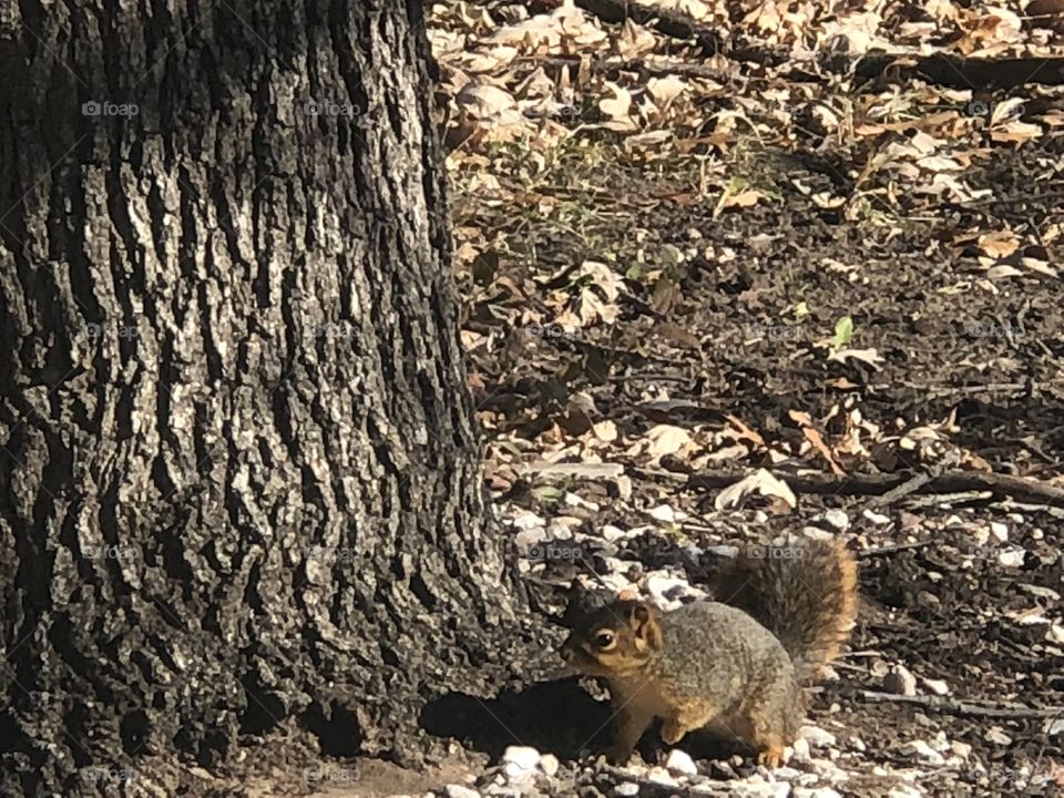 Squirrel gathering food