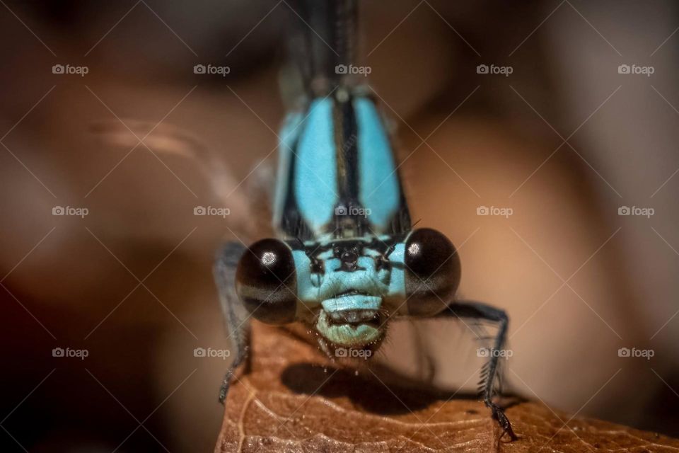 A Blue-tipped dancer (Argia tibialis) smiles for the camera. Raleigh, North Carolina. 