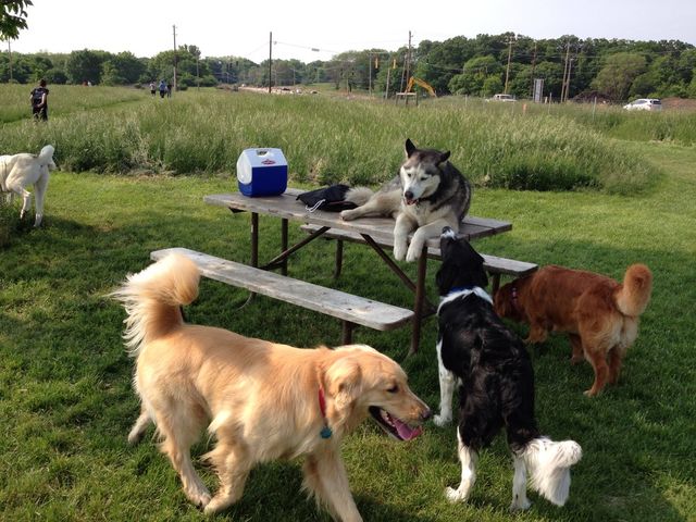 Dog park 