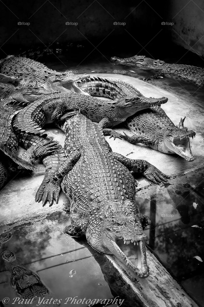 Crocodile, teeth, exotic, Thailand