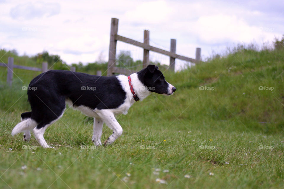 border collie working pose