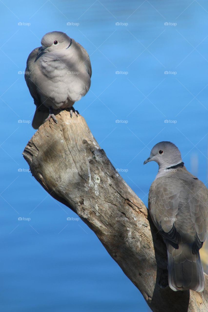 Two Mourning Doves on Stump