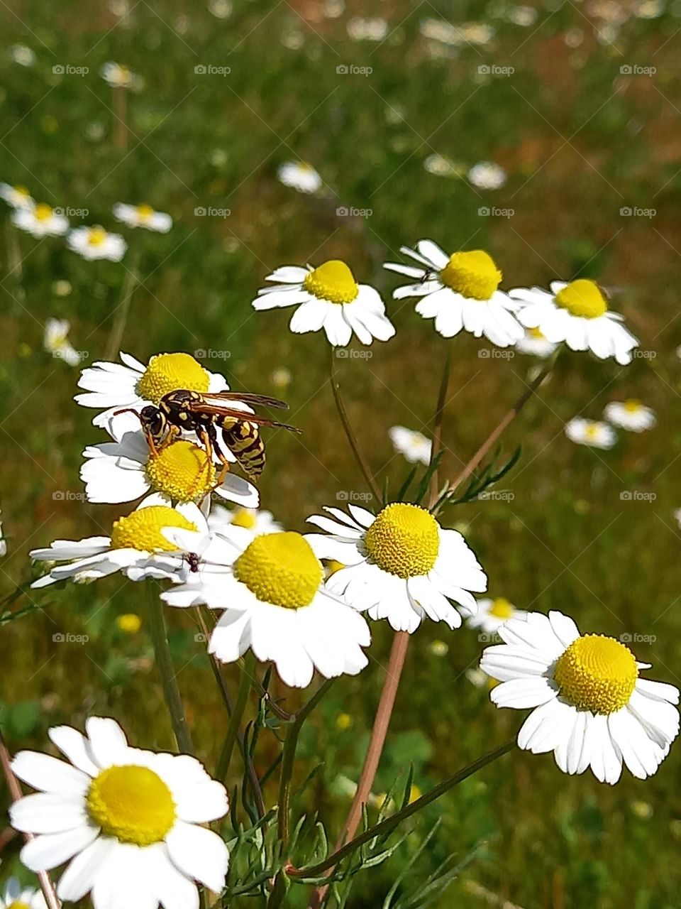 camp flowers