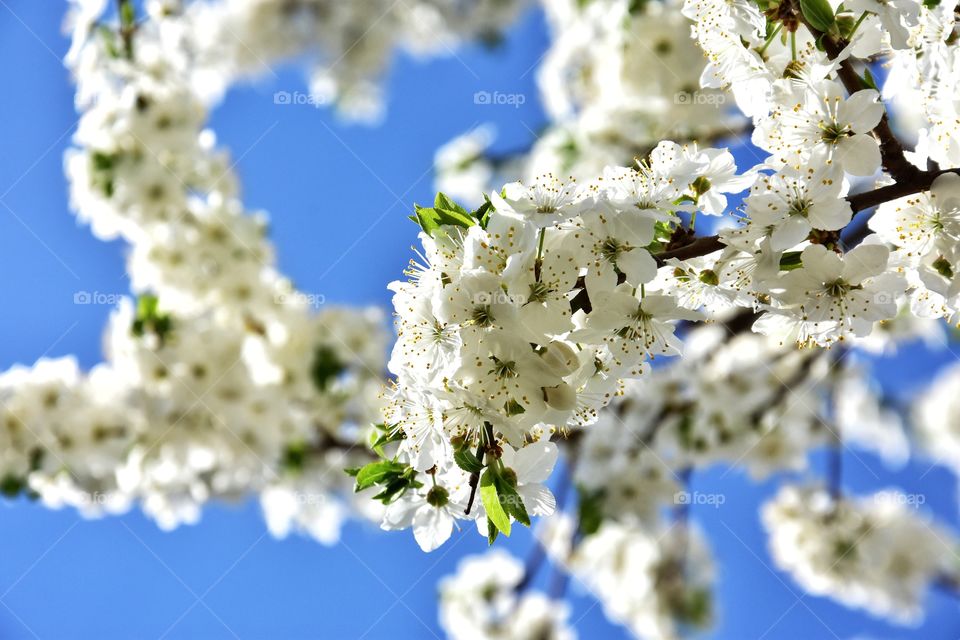 white blooming tree branch