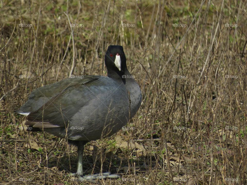 American Coot