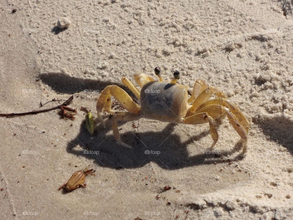 Crab on the sand