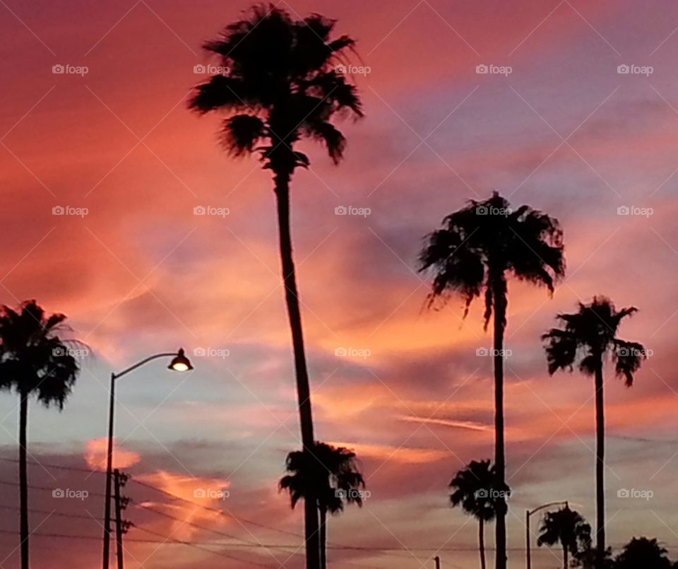 Sunset Palms