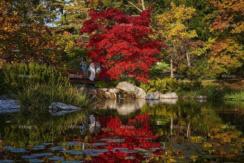 Autumn in Japanese garden. Vienna. Setagayapark.  
