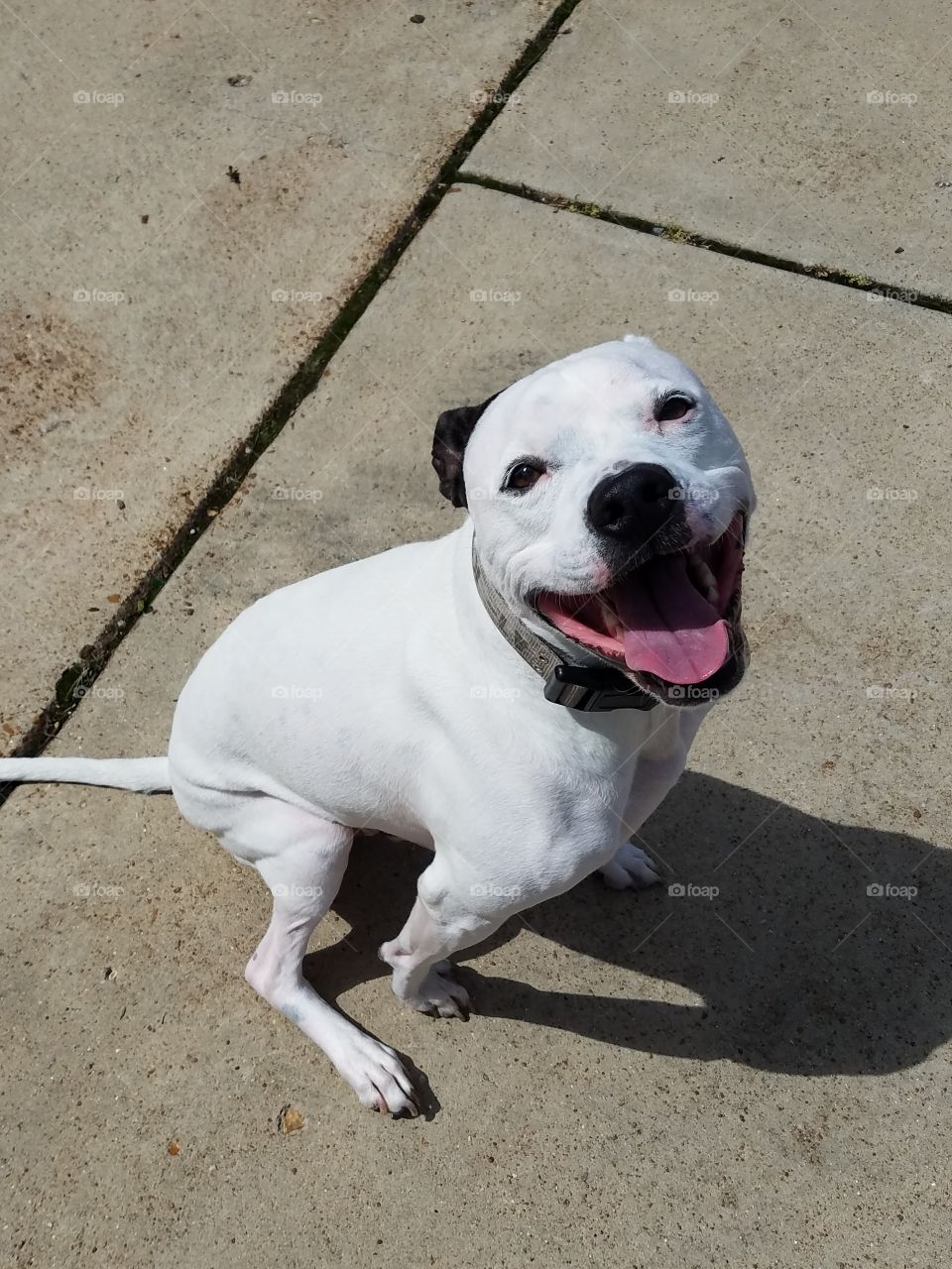 white pitbull smiling
