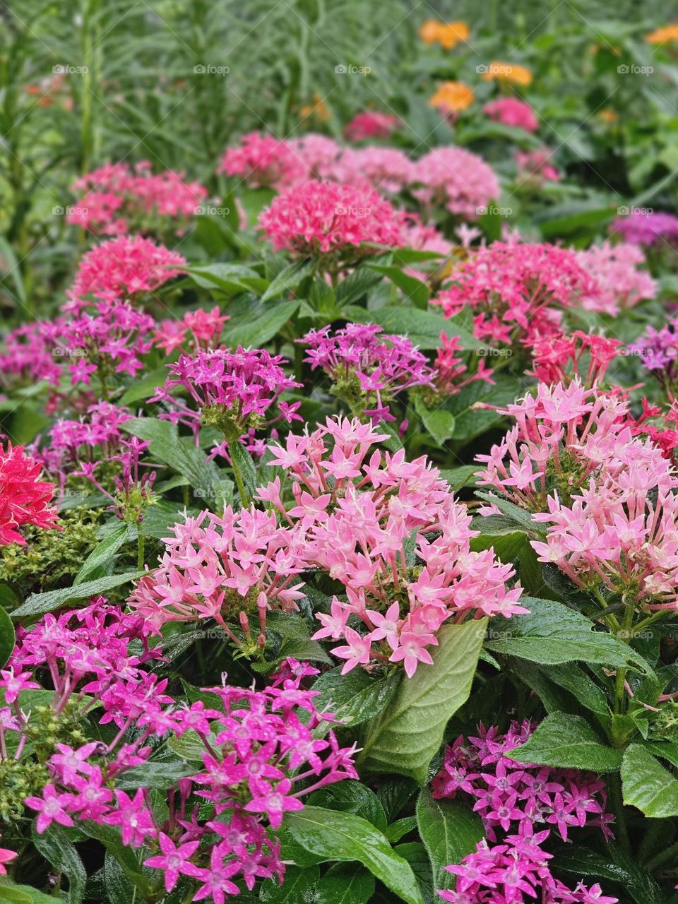 Pink flowers