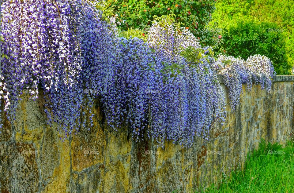 View of wisteria flowers