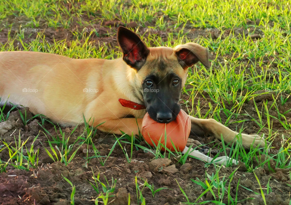 Little malinois puppy