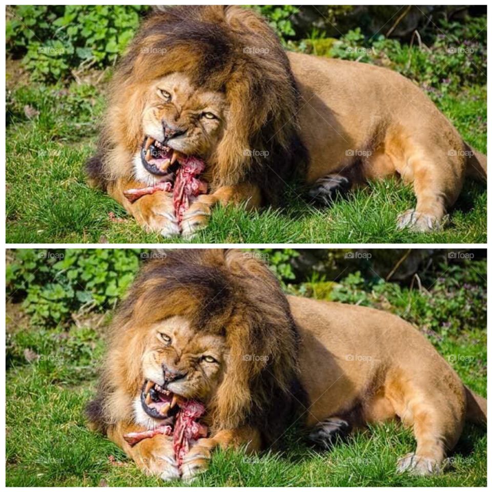 A male lions feeding on meat