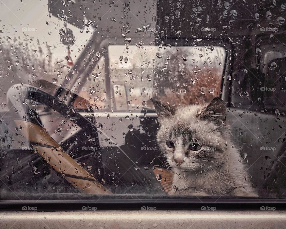 cat in car and rain