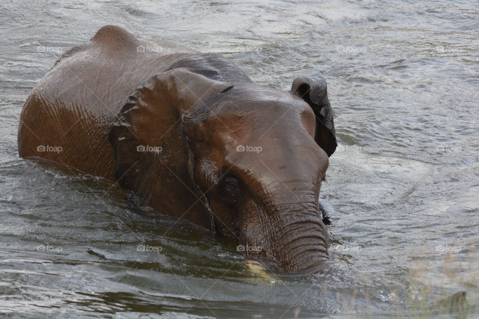 An elephant having an afternoon bath, northern Thuli Reserve Botswana 