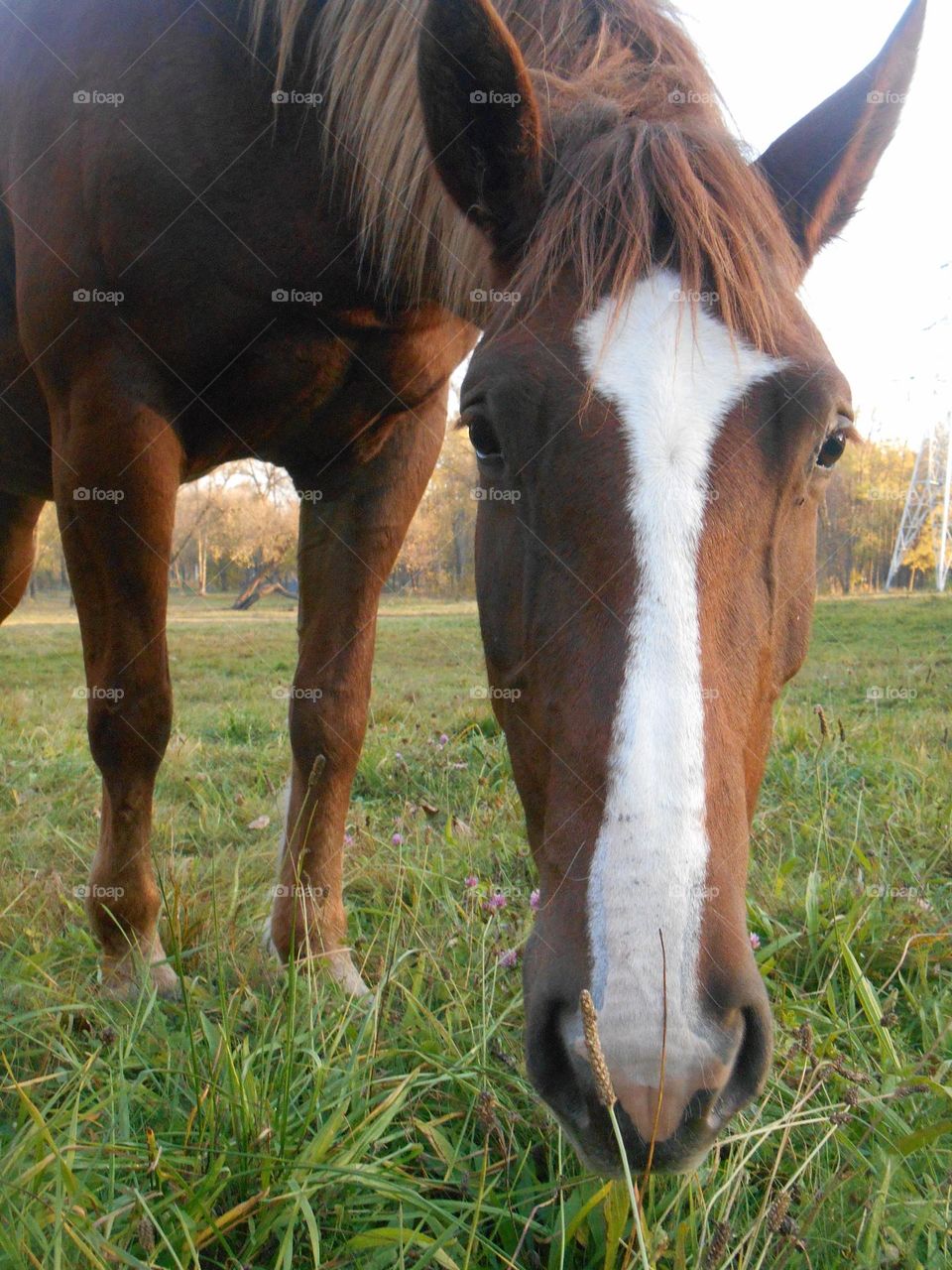 horse beautiful portrait