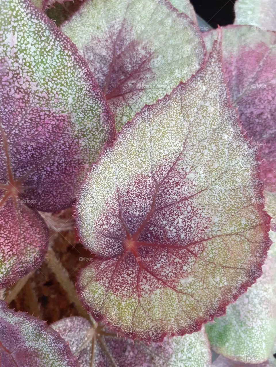 beautiful leaf