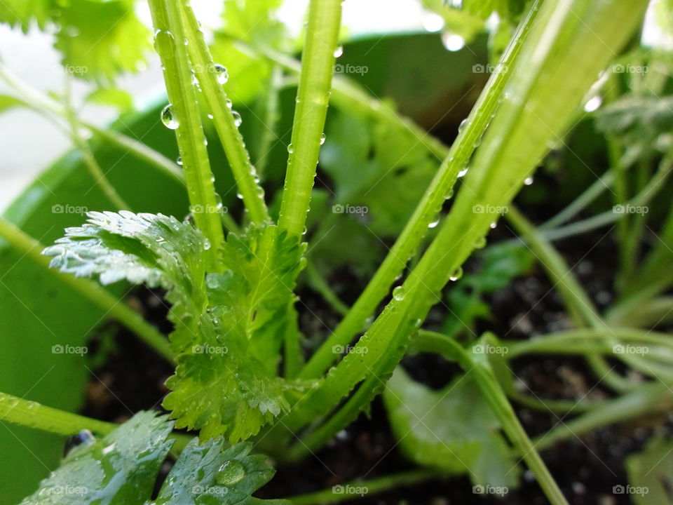 home growth cilantro