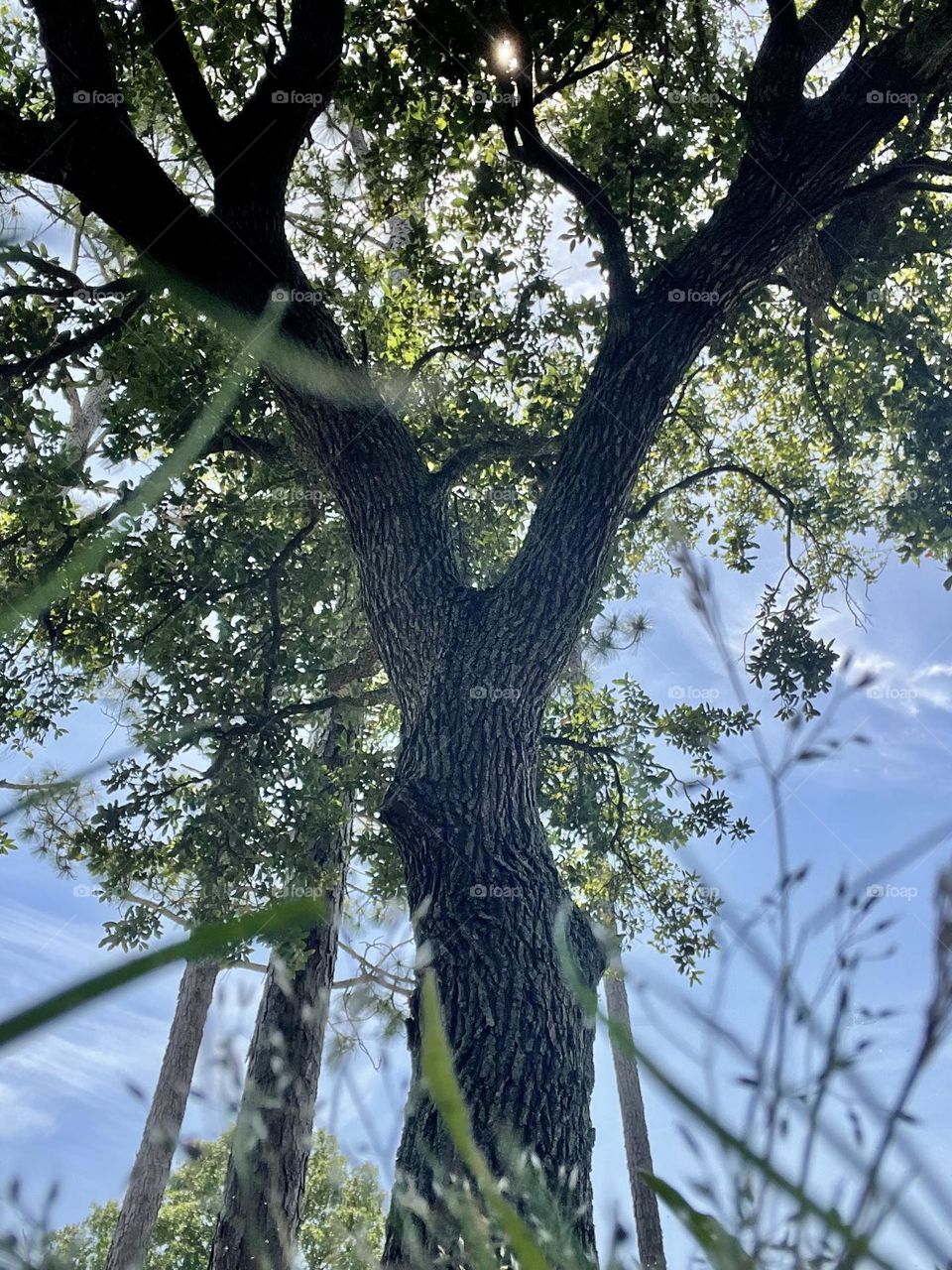 View of tree from ground and grass blades with beautiful, warm sun shining through tree tops. 