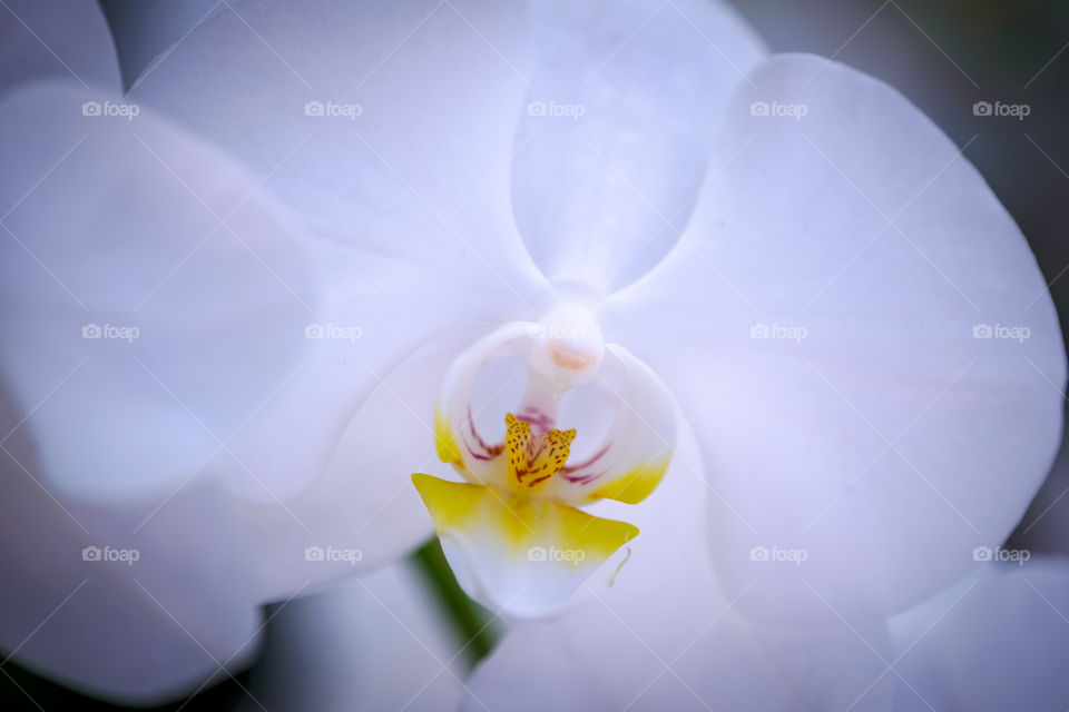 White Orchid Single Bloom