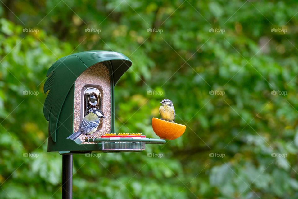 Birds at bird feeder