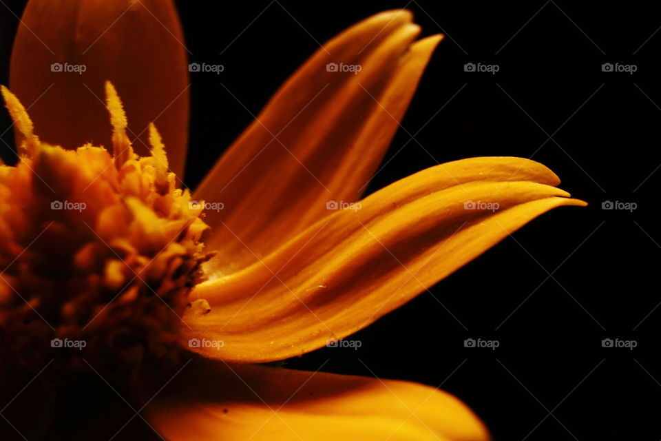 orange flower