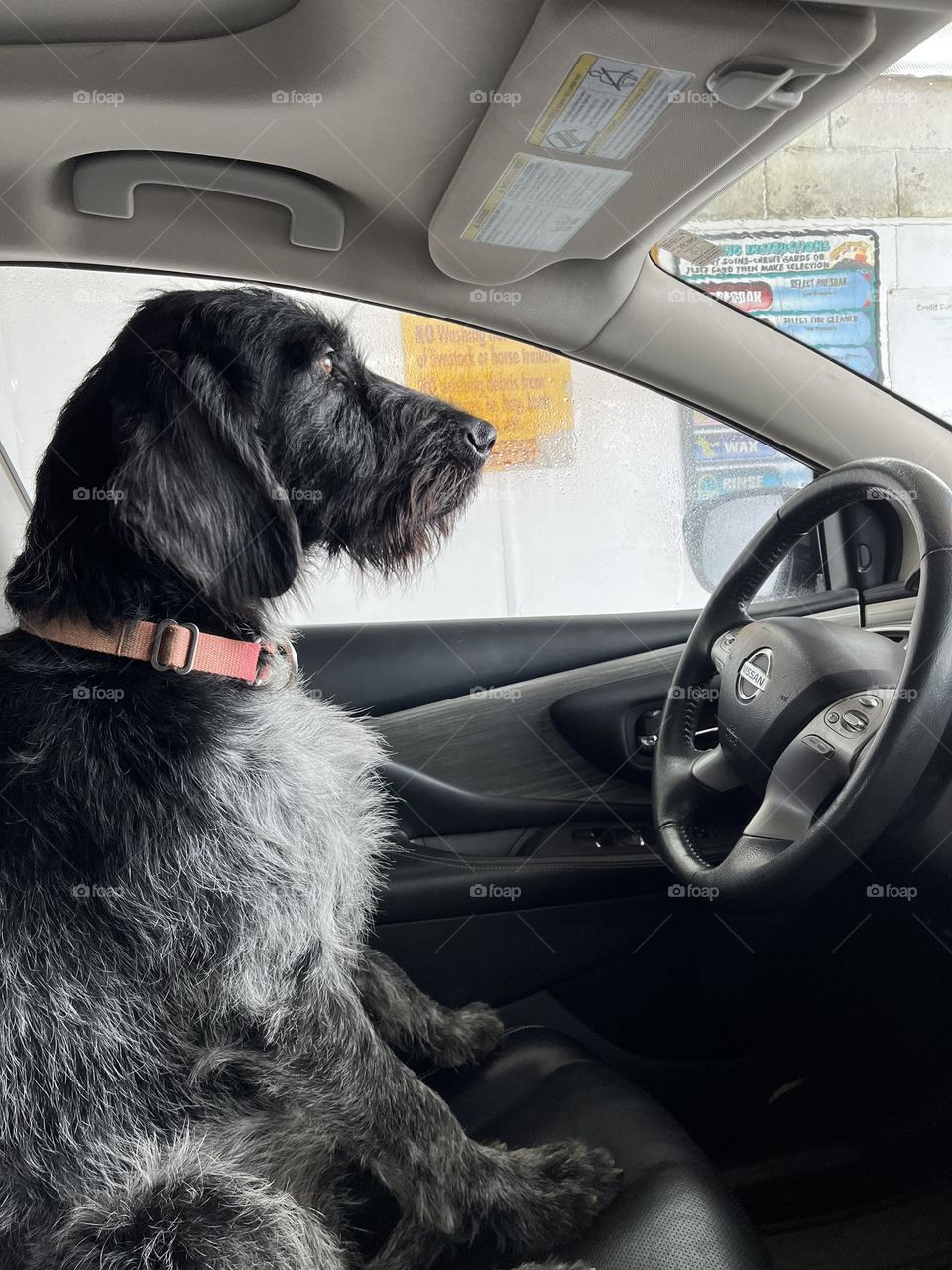 black roan german wirehaired pointer dog orange collar facing forward behind the wheel of a parked car