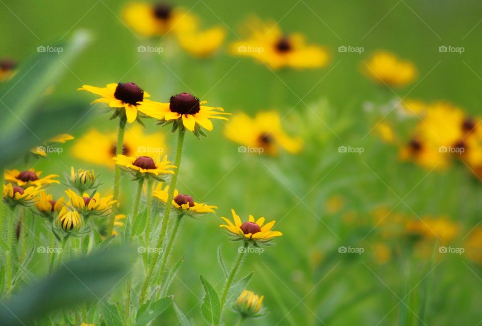 the black-eyed susan flower