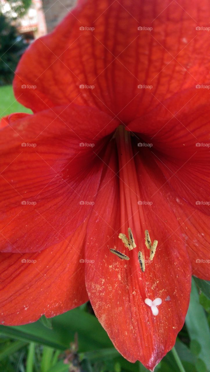 Amaryllis in bloom.