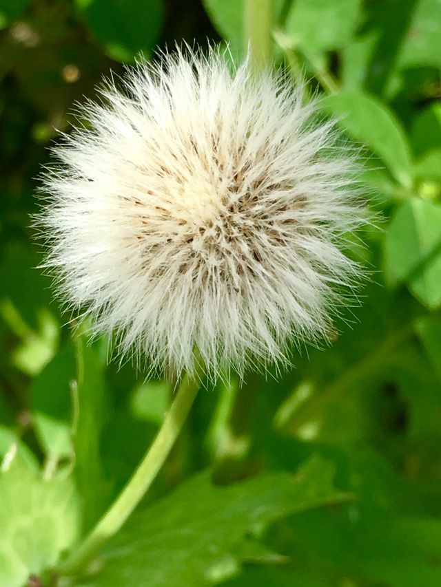 nature