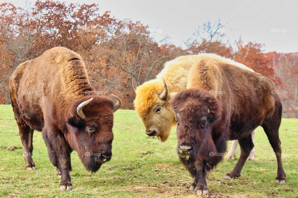 Three North American bison 