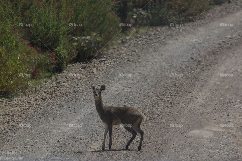 Klipspringer